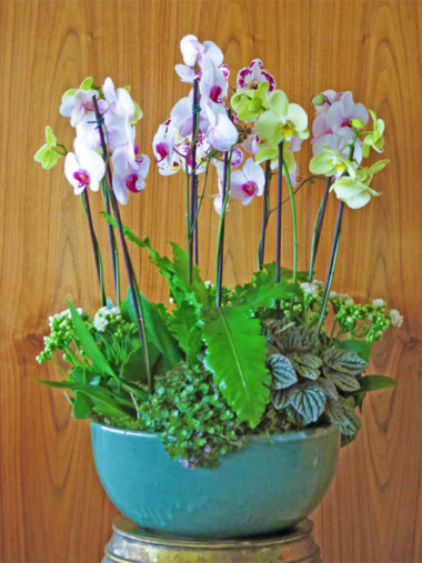 Arranjo de Orquídeas Grande