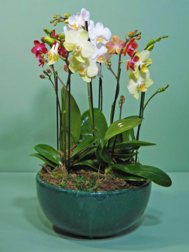 Arranjo de Orquídeas Pequeno