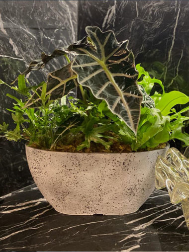 Arranjo Plantado Folhagens