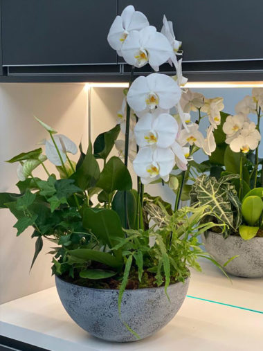Assinatura Arranjo Plantado Orquídea e Folhagens